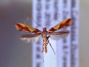 ( - IO-859)  @11 [ ] CreativeCommons - Attribution Non-Commercial (2018) Issei Ohshima Kyoto Prefectural University