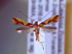  ( - IO-860)  @11 [ ] CreativeCommons - Attribution Non-Commercial (2018) Issei Ohshima Kyoto Prefectural University