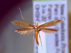  (Caloptilia augeas - IO-867)  @11 [ ] CreativeCommons - Attribution Non-Commercial (2018) Issei Ohshima Kyoto Prefectural University