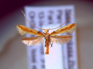  ( - IO-932)  @11 [ ] CreativeCommons - Attribution Non-Commercial (2018) Issei Ohshima Kyoto Prefectural University