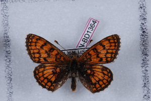  (Melitaea parthenoides - LN-BD1364)  @13 [ ] Copyright (2011) Bernard Dardenne Research Collection of Bernard Dardenne