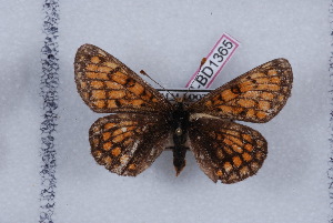  (Melitaea parthenoides - LN-BD1365)  @13 [ ] Copyright (2011) Bernard Dardenne Research Collection of Bernard Dardenne