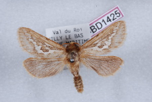  (Korscheltellus lupulinus - LN-BD1425)  @11 [ ] Copyright (2011) Bernard Dardenne Research Collection of Bernard Dardenne