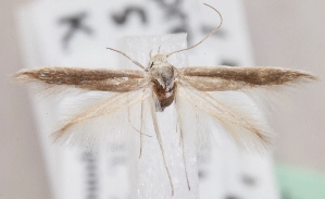  (Scythris aciella - KN00547)  @14 [ ] CreativeCommons - Attribution Non-Commercial (2014) Marko Mutanen University of Oulu