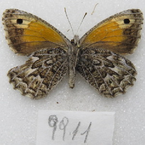 ( - MACN-Bar-Lep-ct-09911)  @11 [ ] Copyright (2024) MACN Museo Argentino de Ciencias Naturales "Bernardino Rivadavia"