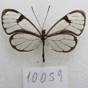  ( - MACN-Bar-Lep-ct-10059)  @11 [ ] Copyright (2025) MACN Museo Argentino de Ciencias Naturales "Bernardino Rivadavia"