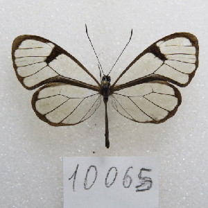  ( - MACN-Bar-Lep-ct-10065)  @11 [ ] Copyright (2025) MACN Museo Argentino de Ciencias Naturales "Bernardino Rivadavia"