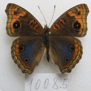  (Junonia genoveva hilaris - MACN-Bar-Lep-ct-10085)  @11 [ ] Copyright (2025) MACN Museo Argentino de Ciencias Naturales "Bernardino Rivadavia"