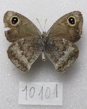  (Pampasatyrus yacantoensis - MACN-Bar-Lep-ct-10101)  @11 [ ] Copyright (2025) MACN Museo Argentino de Ciencias Naturales "Bernardino Rivadavia"