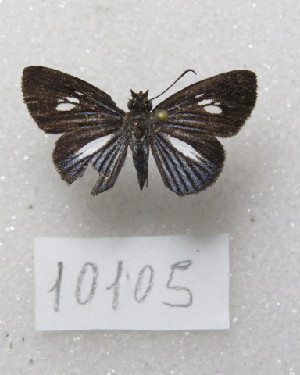  ( - MACN-Bar-Lep-ct-10105)  @11 [ ] Copyright (2025) MACN Museo Argentino de Ciencias Naturales "Bernardino Rivadavia"