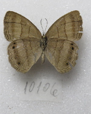 (Malaveria affinis - MACN-Bar-Lep-ct-10106)  @11 [ ] Copyright (2025) MACN Museo Argentino de Ciencias Naturales "Bernardino Rivadavia"