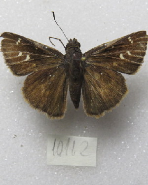  ( - MACN-Bar-Lep-ct-10112)  @11 [ ] Copyright (2025) MACN Museo Argentino de Ciencias Naturales "Bernardino Rivadavia"