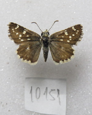  (Pyrgus seminigra - MACN-Bar-Lep-ct-10151)  @11 [ ] Copyright (2025) MACN Museo Argentino de Ciencias Naturales "Bernardino Rivadavia"