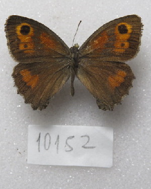  ( - MACN-Bar-Lep-ct-10152)  @11 [ ] Copyright (2025) MACN Museo Argentino de Ciencias Naturales "Bernardino Rivadavia"