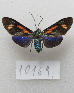  (Cyanopepla pretiosa - MACN-Bar-Lep-ct-10169)  @11 [ ] Copyright (2025) MACN Museo Argentino de Ciencias Naturales "Bernardino Rivadavia"