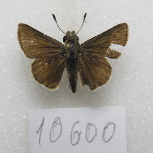  ( - MACN-Bar-Lep-ct-10600)  @11 [ ] Copyright (2026) MACN Museo Argentino de Ciencias Naturales "Bernardino Rivadavia"