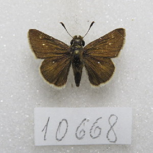  ( - MACN-Bar-Lep-ct-10668)  @11 [ ] Copyright (2026) MACN Museo Argentino de Ciencias Naturales "Bernardino Rivadavia"