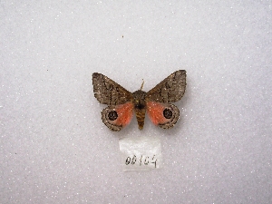  (Molippa eophila - MACN-Bar-Lep-ct 00104)  @14 [ ] Copyright (2011) MACN Museo Argentino de Ciencias Naturales 