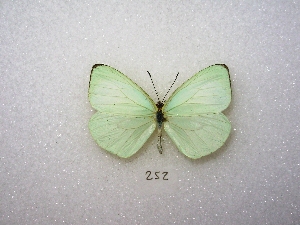  ( - MACN-Bar-Lep-ct 00252)  @13 [ ] Copyright (2011) MACN Museo Argentino de Ciencias Naturales 