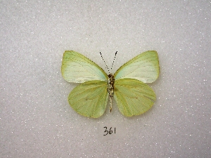  ( - MACN-Bar-Lep-ct 00361)  @12 [ ] Copyright (2011) MACN Museo Argentino de Ciencias Naturales 