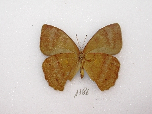  (Pseudodebis euptychidia - MACN-Bar-Lep-ct 01186)  @12 [ ] Copyright (2011) MACN Museo Argentino de Ciencias Naturales 