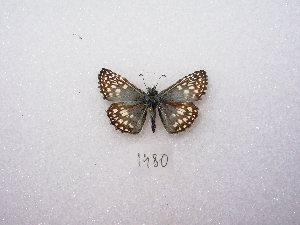  ( - MACN-Bar-Lep-ct 01480)  @12 [ ] Copyright (2011) MACN Museo Argentino de Ciencias Naturales 