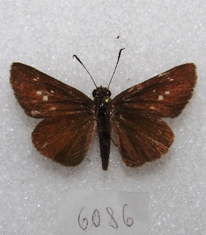  (Cobalopsis sp. 1 - MACN-Bar-Lep-ct 06086)  @14 [ ] Copyright (2014) MACN Museo Argentino de Ciencias Naturales "Bernardino Rivadavia"
