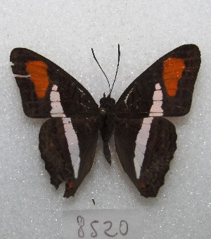  (Adelpha falcipennis - MACN-Bar-Lep-ct 08520)  @11 [ ] Copyright (2019) MACN Museo Argentino de Ciencias Naturales "Bernardino Rivadavia"