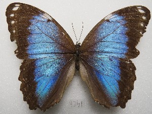  (Morpho helenor prometa - MACN-Bar-Lep-ct 09341)  @11 [ ] Copyright (2022) MACN Museo Argentino de Ciencias Naturales "Bernardino Rivadavia"