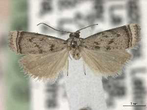  (Microcrambus leticiensis - BL-011)  @11 [ ] CreativeCommons - Attribution Share-Alike (2019) Unspecified Museum d'Histoire Naturelle, Geneve