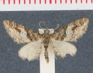  (Eupithecia medilunata - MNVD-00213-C01)  @12 [ ] Copyright (2010) Timm Karisch Research Collection of Timm Karisch