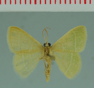  (Chlorissa albistrigulata - MNVD-00213-D12)  @13 [ ] Copyright (2010) Timm Karisch Research Collection of Timm Karisch