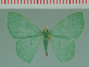  (Prasinocyma BOLD:AAM9716 - MNVD-00213-E02)  @14 [ ] Copyright (2010) Timm Karisch Research Collection of Timm Karisch
