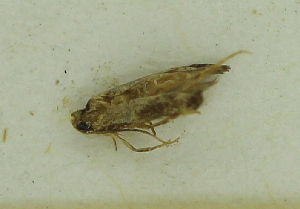  (Ithome sp. Grey - MNVD-46770-B02)  @11 [ ] by-nc (2025) T.Karisch MNVD