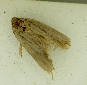  ( - MNVD-46770-B09)  @11 [ ] by-nc (2025) T.Karisch MNVD