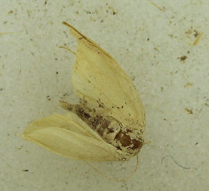  (Scopula ascensionis - MNVD-46770-E08)  @11 [ ] by-nc (2025) T.Karisch MNVD