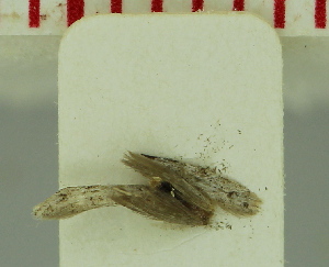  (Agnathosia nana - MNVD-46771-G02)  @11 [ ] by-nc (2025) T.Karisch MNVD