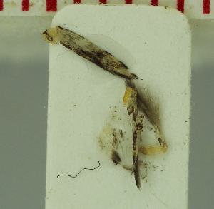  ( - MNVD-46771-G03)  @11 [ ] by-nc (2025) T.Karisch MNVD