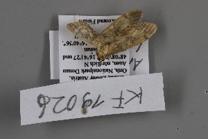  ( - KF19026)  @12 [ ] by-nc-sa (2019) Brigitte Gottsberger University of Vienna, Dept of Botany and Biodiversity Research