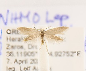  ( - NHMO_Lep_2025.04)  @11 [ ] Copyright (2025) Per Kristian Slagsvoll Unspecified