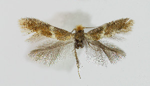  ( - Nor_Crete_2025033)  @11 [ ] Creative Commons  Attribution Non-Commercial Share-Alike (2025) Kai Berggren NTNU University Museum, Department of Natural History