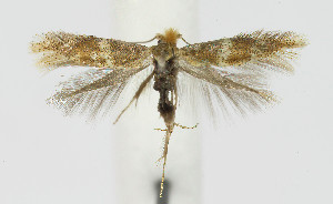  ( - Nor_Crete_2025034)  @11 [ ] Creative Commons  Attribution Non-Commercial Share-Alike (2025) Kai Berggren NTNU University Museum, Department of Natural History