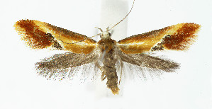  ( - Nor_Crete_2025060)  @11 [ ] Creative Commons  Attribution Non-Commercial Share-Alike (2025) Kai Berggren NTNU University Museum, Department of Natural History