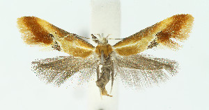  ( - Nor_Crete_2025061)  @11 [ ] Creative Commons  Attribution Non-Commercial Share-Alike (2025) Kai Berggren NTNU University Museum, Department of Natural History