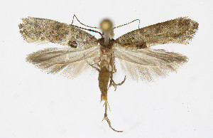  ( - Nor_Crete_2025161)  @11 [ ] Creative Commons  Attribution Non-Commercial Share-Alike (2025) Kai Berggren NTNU University Museum, Department of Natural History