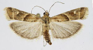  ( - Nor_Crete_2025170)  @11 [ ] Creative Commons  Attribution Non-Commercial Share-Alike (2025) Kai Berggren NTNU University Museum, Department of Natural History