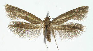  ( - Nor_Crete_2025260)  @11 [ ] Creative Commons  Attribution Non-Commercial Share-Alike (2025) Kai Berggren NTNU University Museum, Department of Natural History