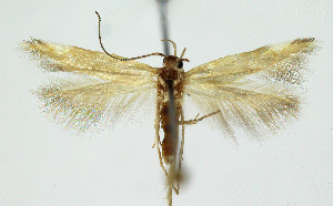  ( - Nor_Crete_2025261)  @11 [ ] Creative Commons  Attribution Non-Commercial Share-Alike (2025) Kai Berggren NTNU University Museum, Department of Natural History