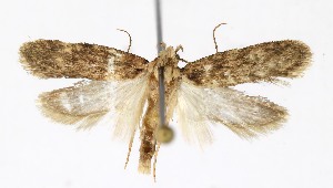  ( - Nor_Crete_2025444)  @11 [ ] Creative Commons  Attribution Non-Commercial Share-Alike (2025) Kai Berggren NTNU University Museum, Department of Natural History