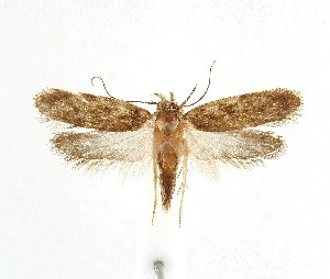  ( - Nor_Crete_2025445)  @11 [ ] Creative Commons  Attribution Non-Commercial Share-Alike (2025) Kai Berggren NTNU University Museum, Department of Natural History